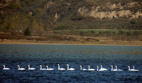 Yellow River no longer yellow in Sanmenxia