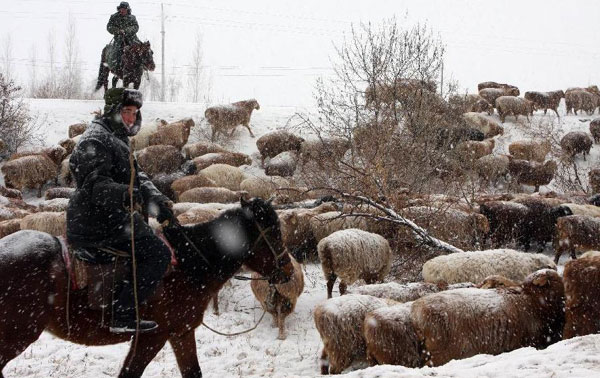 Herdsmen in Altay transfer herds to winter pastures