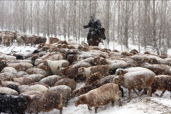 Herdsmen in Altay transfer herds to winter pastures