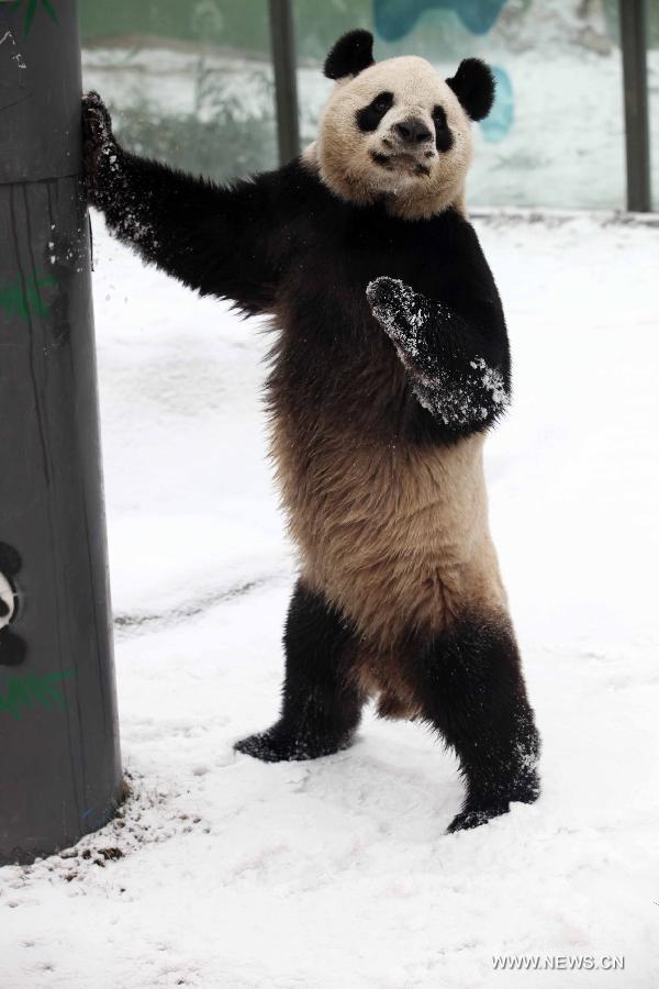 Snow brings joy to pandas