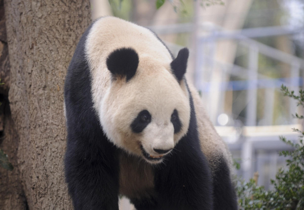 Panda House reopened at Ueno Zoo in Japan