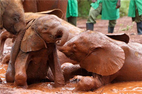 Elephant orphanage in Nairobi