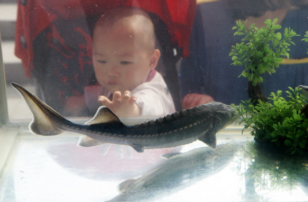 8,000 Chinese sturgeons return home