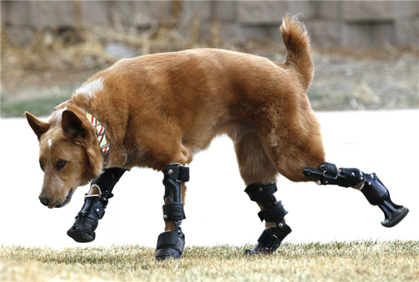 Intrepid pup shows off prosthetic paws