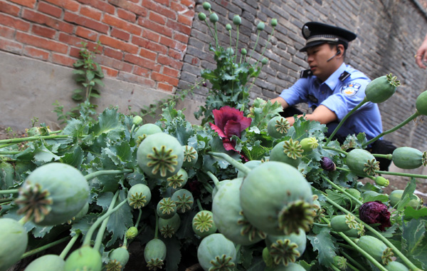 Police eradicate illegal poppies