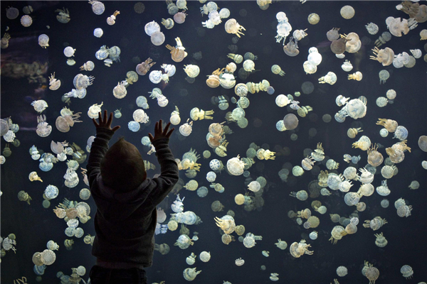 Jellyfish swim in tank at Vancouver Aquarium