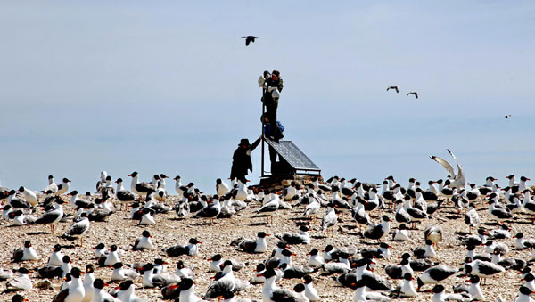 High-tech bird watchers at Qinghai