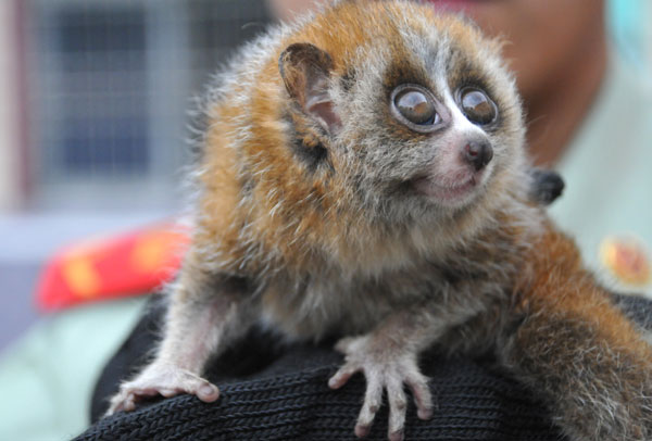 Illegal lemur trade uncovered in E China