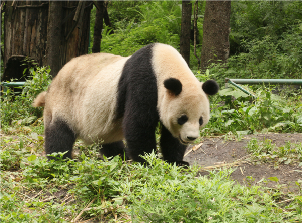 Giant pandas safe after rainstorms in SW China