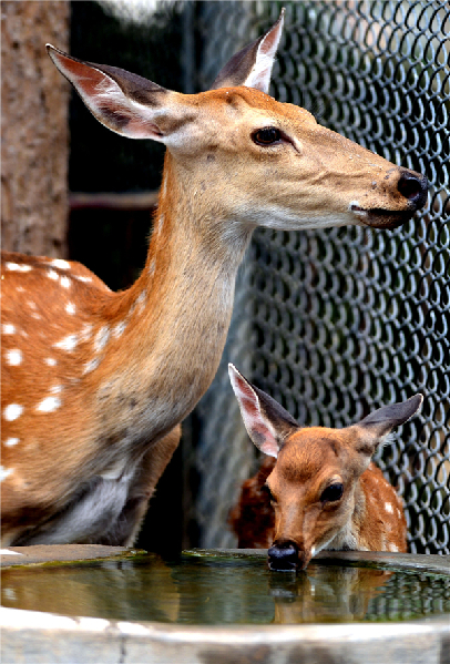 Zoo animals cool off in hot summer