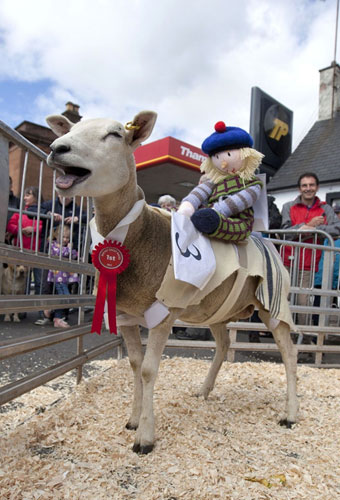 Annual sheep race in Scotland