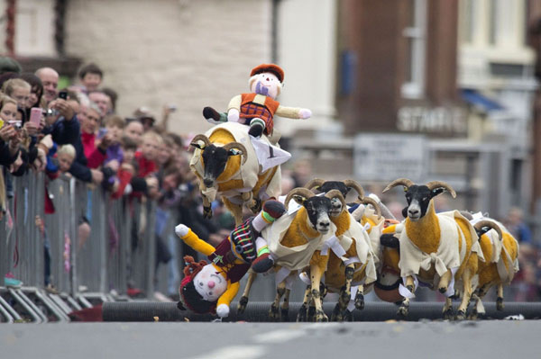 Annual sheep race in Scotland