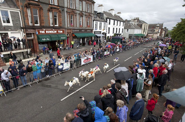 Annual sheep race in Scotland