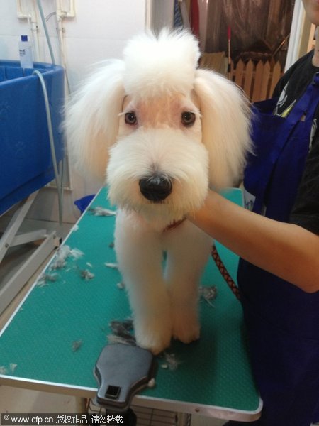 Pets in NE China are well-groomed