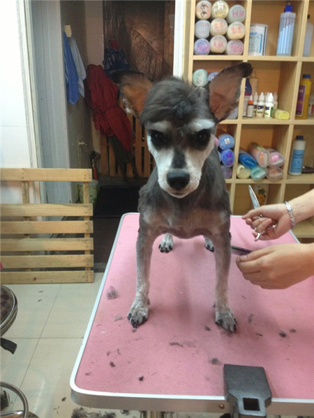 Pets in NE China are well-groomed