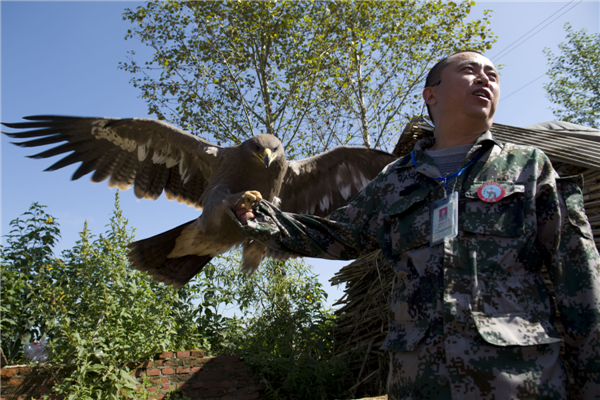 Ancient beauty of falconry protected 