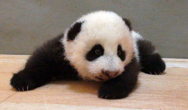 Panda cub practises crawling in Taipei