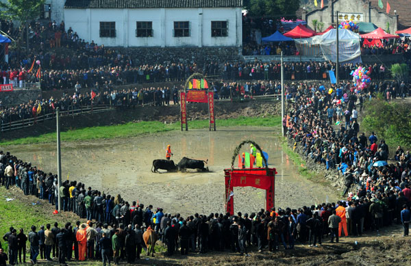 Bullfight for bumper harvest in E China