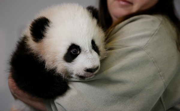 Twin panda cubs at Zoo Atlanta