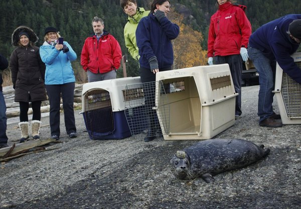 Vancouver Aquarium sets free 7 harbour seals