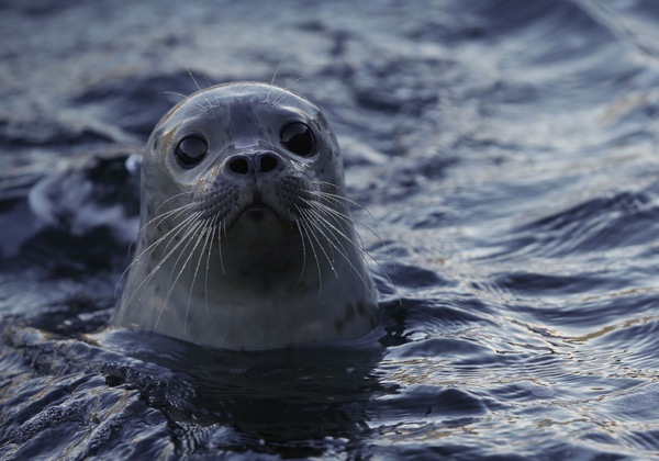 Vancouver Aquarium sets free 7 harbour seals