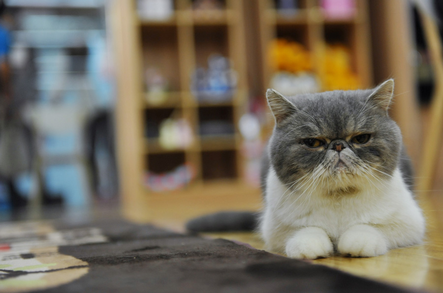 Cat-themed café in Nanjing