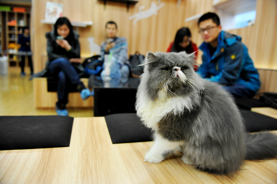 Cat-themed café in Nanjing