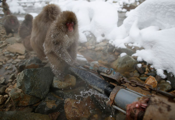 Snow monkeys soak in a hot spring