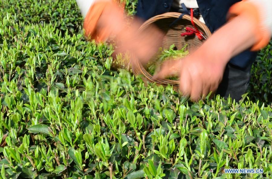 Tea farmers pick spring tea in C China's Hubei