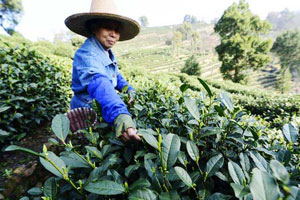 Tea farmers pick spring tea in C China's Hubei