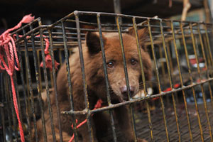 Yulin dog meat vendors make money off activists