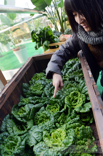 Roof garden making its debut in Lujiazui