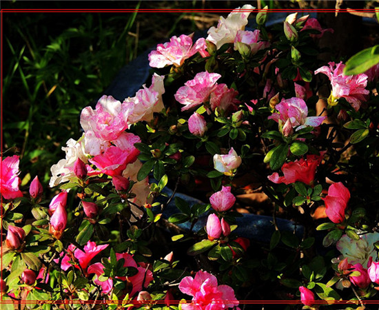 A flaming bloom of azaleas