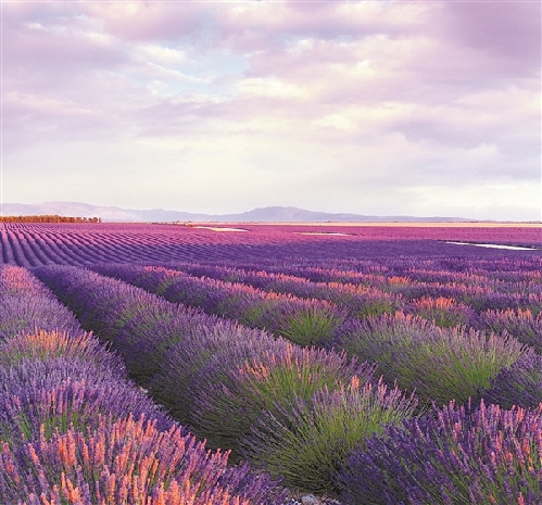 Enjoy lavender's fragrance in Zhangjiagang