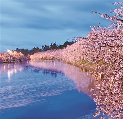 Enjoy lavender's fragrance in Zhangjiagang