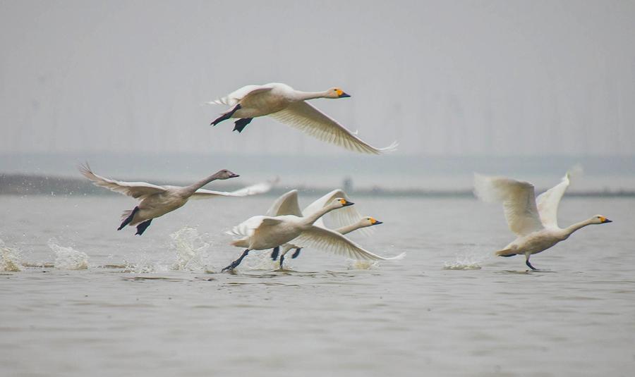 Good ecological conditions in Xuyi attract migratory birds