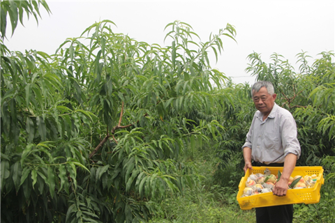 Expats explore the sweetness of summer in Yangshan town