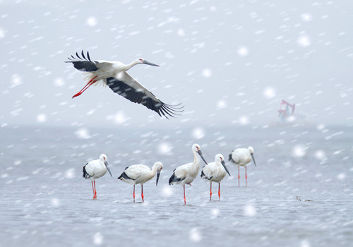 White cranes