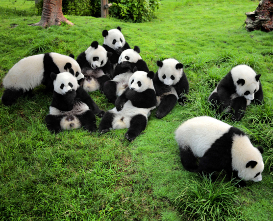 Giant pandas