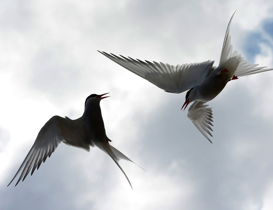 A British heaven island for wildlife