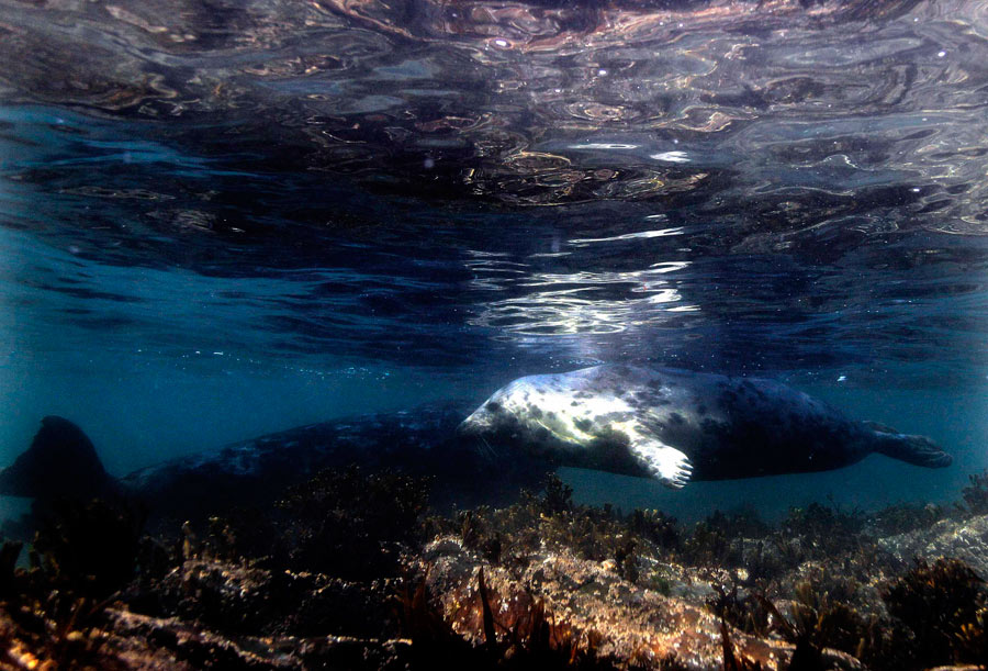 A British heaven island for wildlife