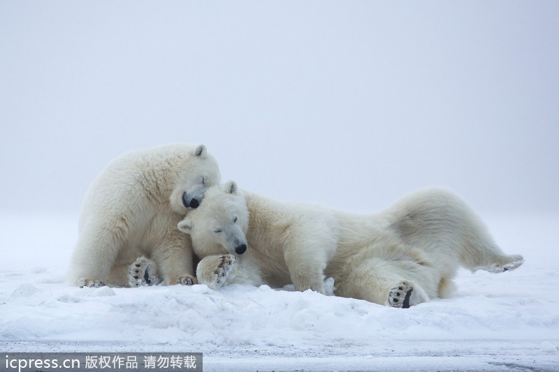 Playful polar bears spar in cold weather