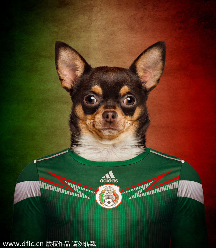 Dogs in national football team jerseys