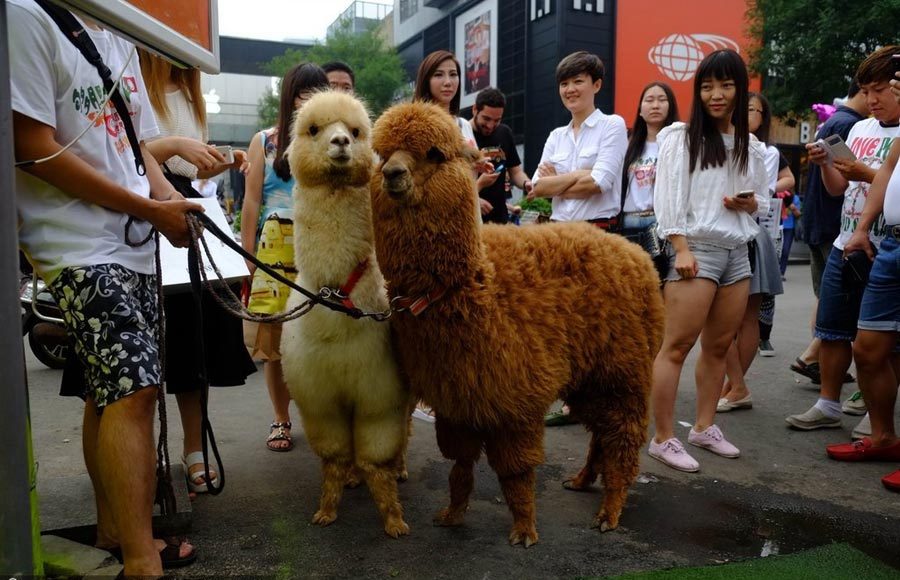 Alpacas attract Beijingers to World Cup