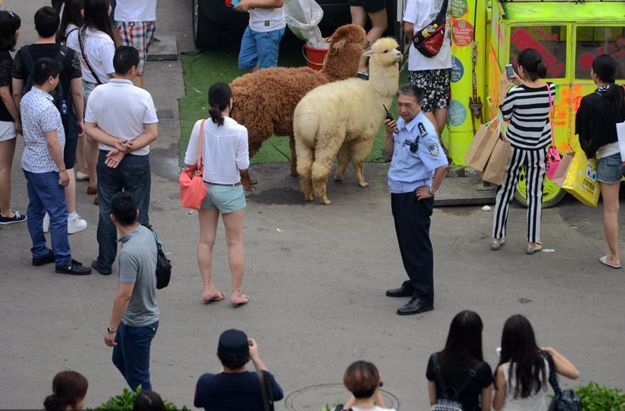 Alpacas attract Beijingers to World Cup