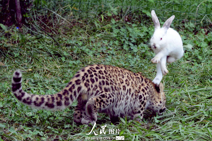 動(dòng)物園內(nèi)幼年獅虎豹不敵大白兔 紛紛被嚇住