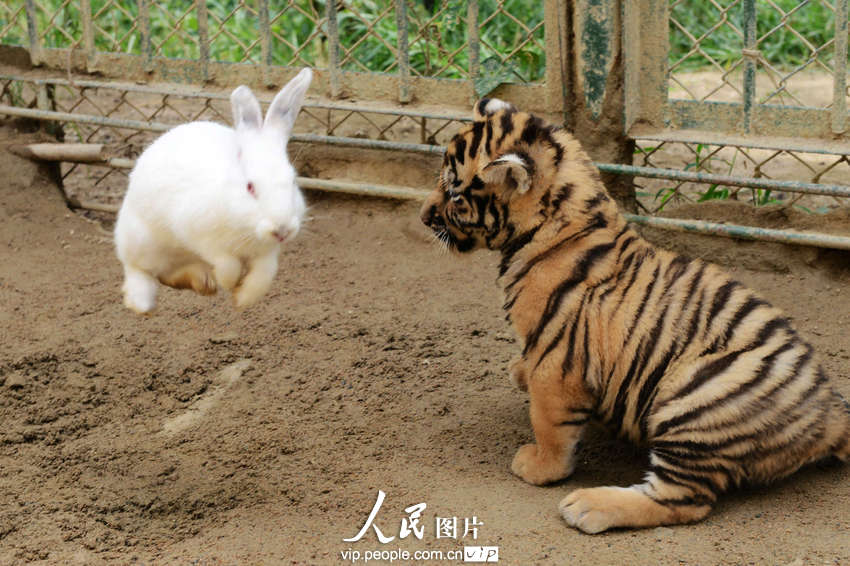 動物園內(nèi)幼年獅虎豹不敵大白兔 紛紛被嚇住