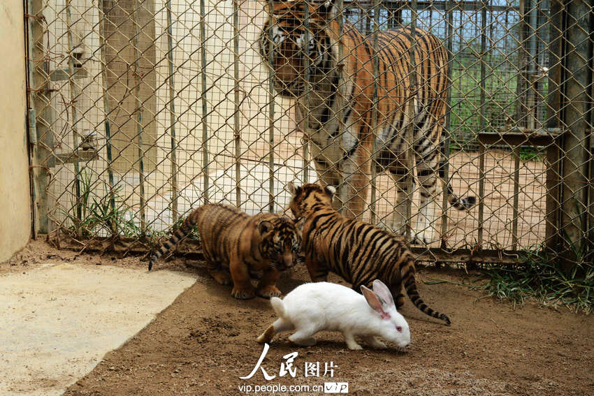 動物園內(nèi)幼年獅虎豹不敵大白兔 紛紛被嚇住