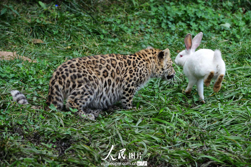 動物園內(nèi)幼年獅虎豹不敵大白兔 紛紛被嚇住