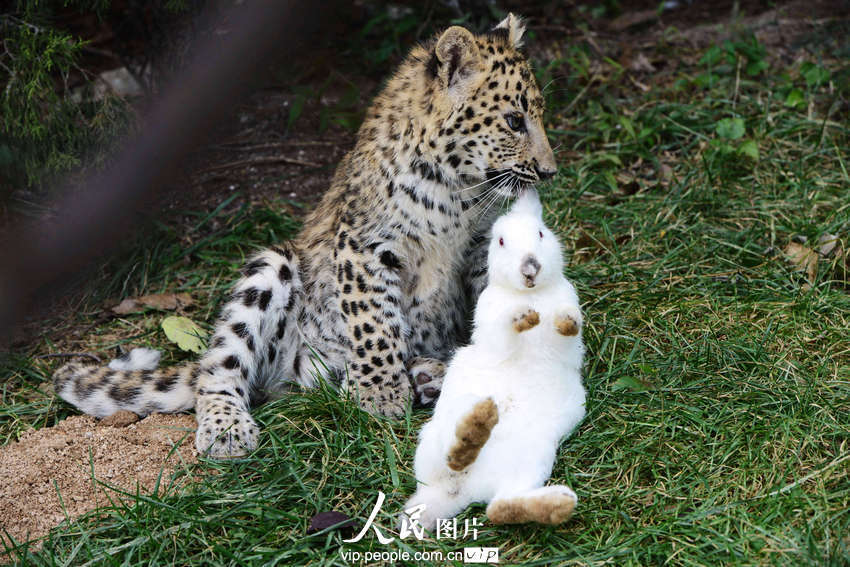 動(dòng)物園內(nèi)幼年獅虎豹不敵大白兔 紛紛被嚇住